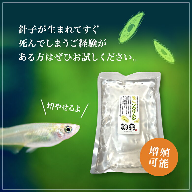 和香 ゾウリムシ（インフゾリア）500ml 培養酵母 詳しい培養マニュアル付 めだか メダカ 金魚 稚魚針子 生餌 えさ 餌 めだか餌 有名ブリーダー 熱帯魚ショップ 教育機関など納品しています。 PSB クロレラ 3