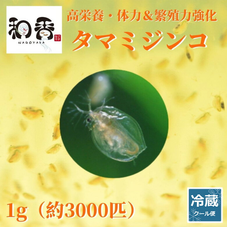 【送料無料】クリーンタマミジンコ【0．3g】繁殖説明書付き　まとめ売り　めだか　メダカ　初心者　おすすめ　高品質　ミジンコ　大容量　微生物