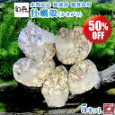 【SALE 50%OFF】 和香 牡蠣殻 観賞魚用 水質改善 pH調整 めだかの越冬用シェルターに 除菌済み 国産 クリーン牡蠣殻(かきがら) 5袋 ネット入り 水質調整 水質浄化 飼育水 小魚 エビ 除菌済み 消毒済み メダカ 金魚 貝類 ろ過バクテリア 微生物 酸化した飼育水の中和 PSB