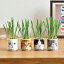 おちょこで猫草 栽培セット 白&黒&茶&グレー 4種類のセット 植物栽培キット 猫 猫リラックス ペット..