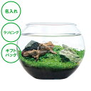 名入れ アクアリウムキット L 送料無料 水草 栽培セット 癒し 水景 ラッピング ギフトバッグ プレゼント クリスマス ホワイトデー 彼氏 彼女 カップル 誕生日 父の日 母の日 誕生日 夫婦 結婚…