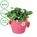 名入れ ハートポット栽培キット ストロベリー 癒し ハート クリスマス 記念品 ラッピング ギフトバッグ プレゼント ホワイトデー 彼氏 彼女 カップル 誕生日...