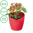 名入れ ハートポット栽培キット ミニトマト 癒し ハート クリスマス 記念品 ラッピング ギフトバッグ プレゼント ホワイトデー 彼氏 彼女 カップル 誕生日 ...