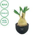 名入れ CT触媒コーデックス グラキリス 送料無料 造花 アーティフィシャルグリーン 塊根植物 パキポディウム 空気 きれい ラッピング ギフトバッグ プレゼント 開店祝い 新築祝い 結婚祝い 出産祝い 誕生日 母の日 敬老の日 内祝い 名入れギフトの日