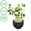 名入れ CT触媒コーデックス ラフィオナクメ 送料無料 造花 アーティフィシャルグリーン 塊根植物 空気 きれい ラッピング ギフトバッグ プレゼント 開店祝い 新築祝い 結婚祝い 出産祝い 誕生日 母の日 敬老の日 夫婦 内祝い 名入れギフトの日