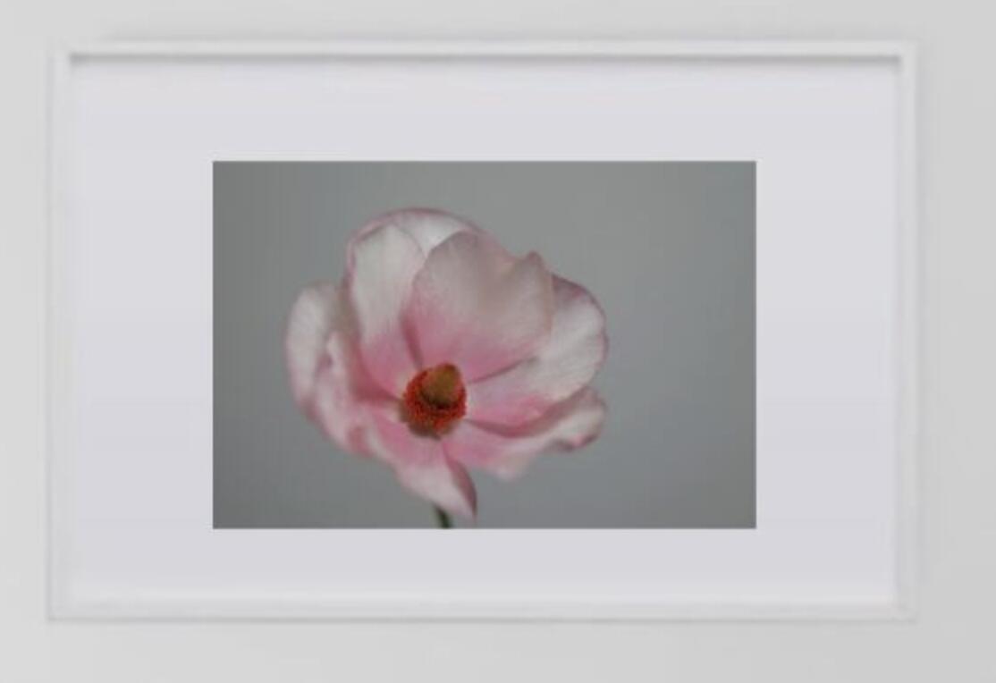 Rakuten - アート作品 インテリア 写真 額装作品 額付き アートパネル 壁掛けアート アートボード 壁掛け モダンアート アートフォト ホテル レストラン 花 TETSUYA MORIMOTO Pink (white wooden frame 63cm×93cm付き)
