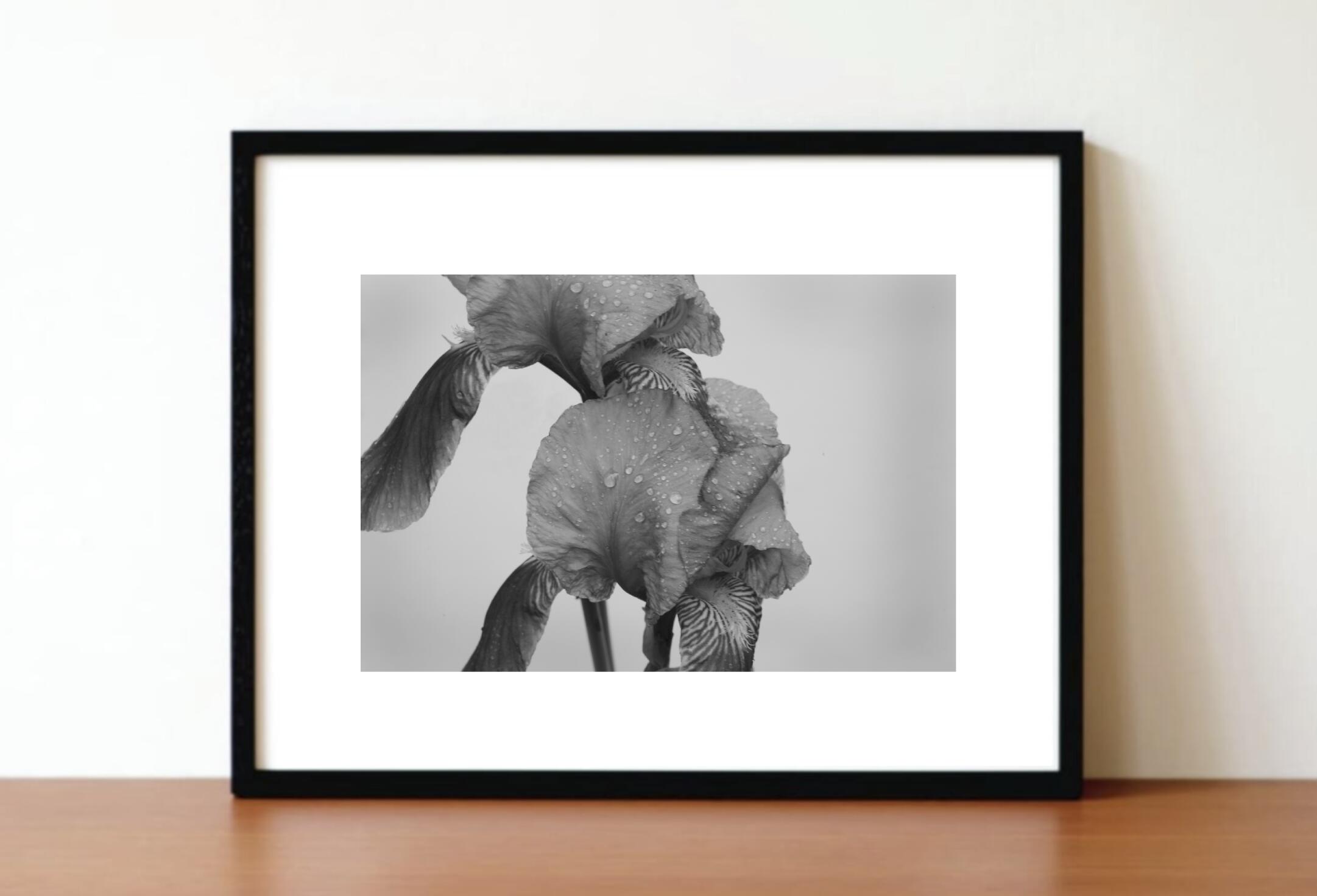 Rakuten - アート作品 インテリア 写真 額装作品 額付き アートパネル 壁掛けアート アートボード 壁掛け モダンアート アートフォト ホテル レストラン 花 Orchid (black wooden frame 62.5cm × 47.5cm付き)