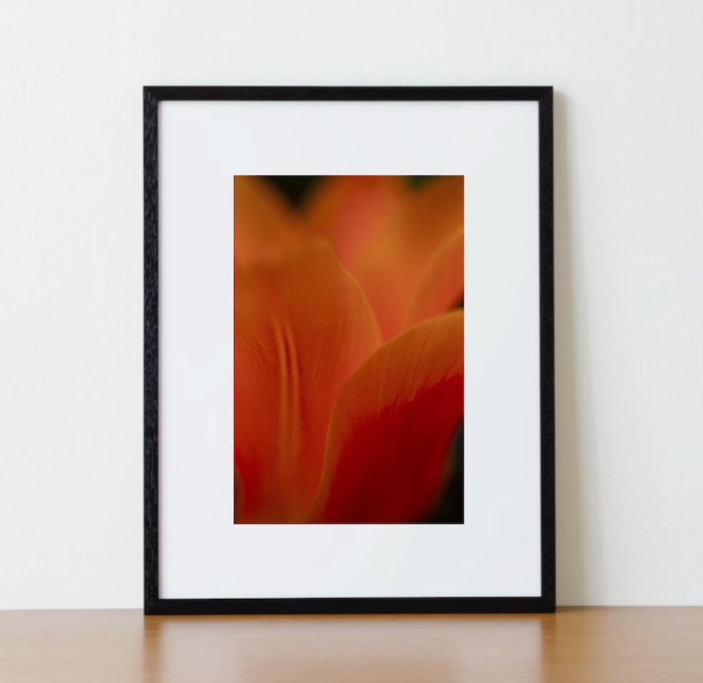 Rakuten - アート作品 インテリア 写真 額装作品 額付き アートパネル 壁掛けアート アートボード アートフォト ホテル レストラン 花 壁掛け モダンアート Orange (glossy black wooden frame 62.5cm × 47.5cm付き)