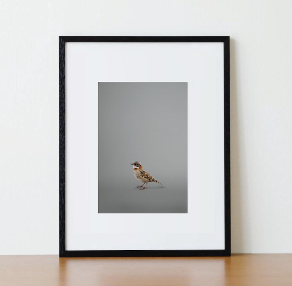 Rakuten - アート作品 インテリア 写真 額装作品 額付き アートパネル 壁掛けアート アートボード 壁掛け モダンアート アートフォト ホテル レストラン 小鳥 Small Bird #2(black wooden frame 53.0cm × 41.4cm付き)