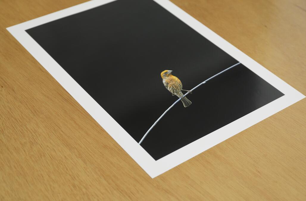 アート作品 インテリア 写真 額装作品 額付き アートパネル 壁掛けアート アートボード 壁掛け モダンアート アートフォト ホテル レストラン 小鳥 Small Bird #3(black wooden frame 53.0cm × 41.4cm付き) [3]