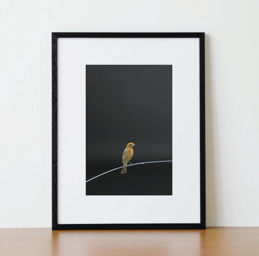 Rakuten - アート作品 インテリア 写真 額装作品 額付き アートパネル 壁掛けアート アートボード 壁掛け モダンアート アートフォト ホテル レストラン 小鳥 Small Bird #4(black wooden frame 53.0cm × 41.4cm付き)