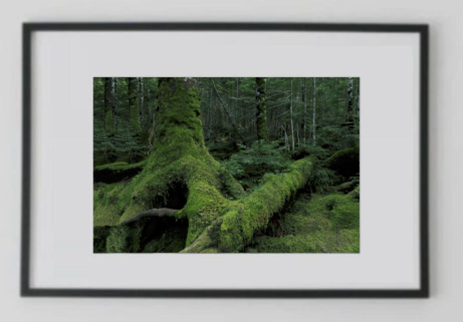 Rakuten - アート作品 インテリア 写真 額装作品 額付き アートパネル 壁掛けアート アートボード 壁掛け モダンアート アートフォト ホテル レストラン 森 Deep Forest #1 (black wooden frame 63cm×93cm付き)
