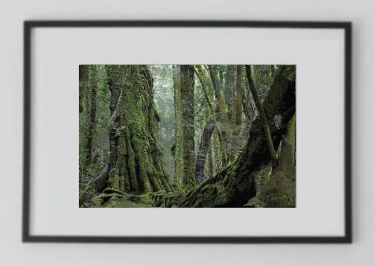 Rakuten - アート作品 インテリア 写真 額装作品 額付き アートパネル 壁掛けアート アートボード 壁掛け モダンアート アートフォト ホテル レストラン 森 Deep Forest #2 (black wooden frame 63cm×93cm付き)