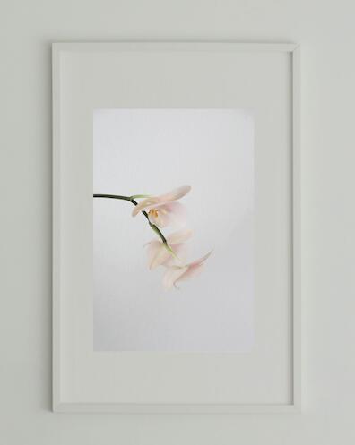 アート アート作品 インテリア 写真 額装作品 額付き アートパネル 壁掛けアート アートボード 壁掛け モダンアート アートフォト ホテル レストラン 花 Flower #5 white wooden frame 50cm×70cm付き ( L )