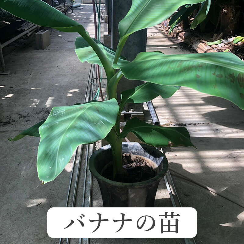 楽天市場】アイス クリーム バナナ 苗の通販 楽天市場】アイス クリーム バナナ 苗の通販