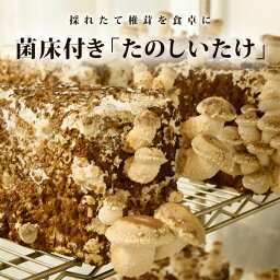 椎茸 菌床付き たのしいたけ 栽培 菌 自宅 しいたけ きのこ 栽培キット おいしい 菌床 国産 障がい者支援 就労支援 食感 自由研究 説明書付き