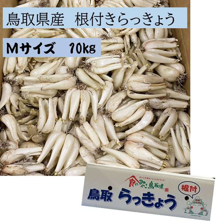 5月下旬以降の発送になりますJA鳥取いなば　鳥取県産　らっきょう Mサイズ　約10kg　らっきょう　根付きらっきょう　土らっきょう　今が旬！薬味やお料理のお供に是非！