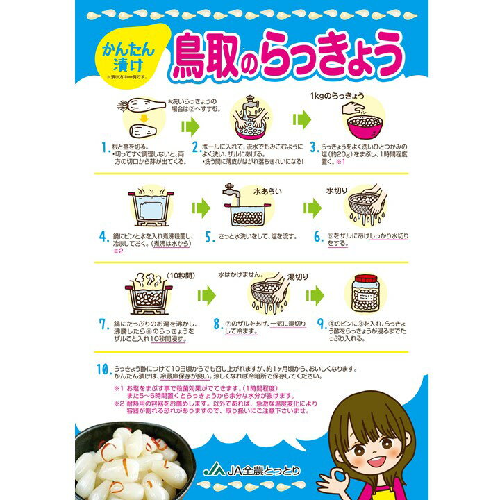 5月下旬以降の発送になります【期間限定販売】【クール便送料無料】JA鳥取いなば　鳥取県産　らっきょう Mサイズ　約10kg　らっきょう　洗いらっきょう　今が旬！薬味やお料理のお供に是非！ 3