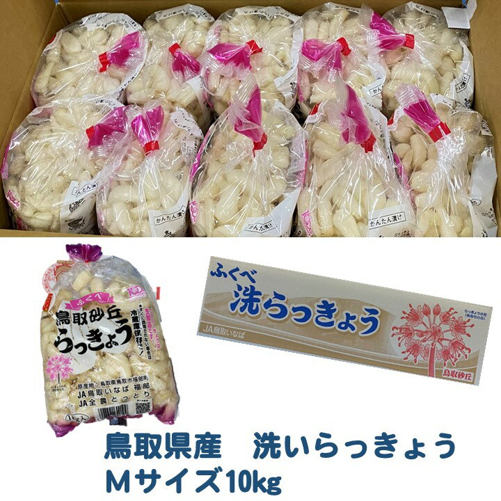 5月下旬以降の発送になります【期間限定販売】【クール便送料無料】JA鳥取いなば　鳥取県産　らっきょう Mサイズ　約10kg　らっきょう　洗いらっきょう　今が旬！薬味やお料理のお供に是非！ 1