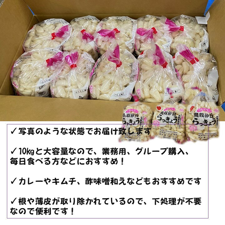 5月下旬以降の発送になります【期間限定販売】【クール便送料無料】JA鳥取いなば　鳥取県産　らっきょう Mサイズ　約10kg　らっきょう　洗いらっきょう　今が旬！薬味やお料理のお供に是非！ 2