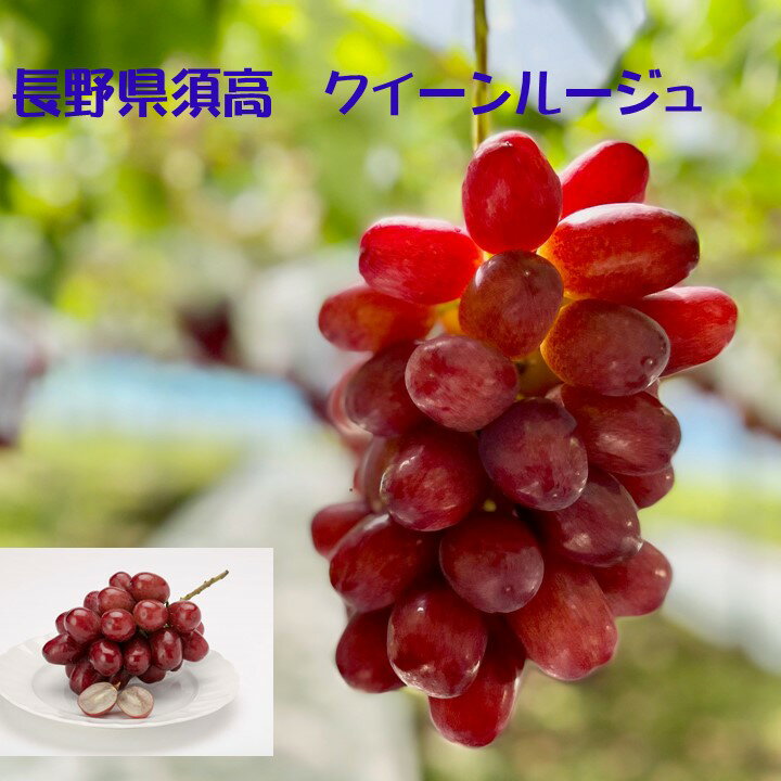 長野県JAながの須高 クイーンルージュ 約5kg 9〜7房入り 9月25日頃より順次発送予定です。
