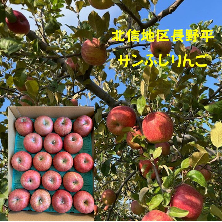 長野県長野平地区JAながの サンふじりんご 年末からお正月用に!12月8日頃より12月20日頃までの発送予定