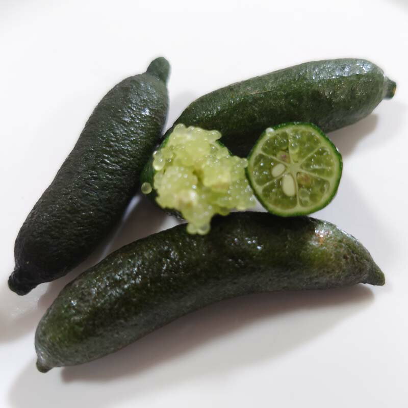 �񻺥ե��󥬡��饤�� ������50g ��������·�� ��ɲ ���绺 �Ρ���å���