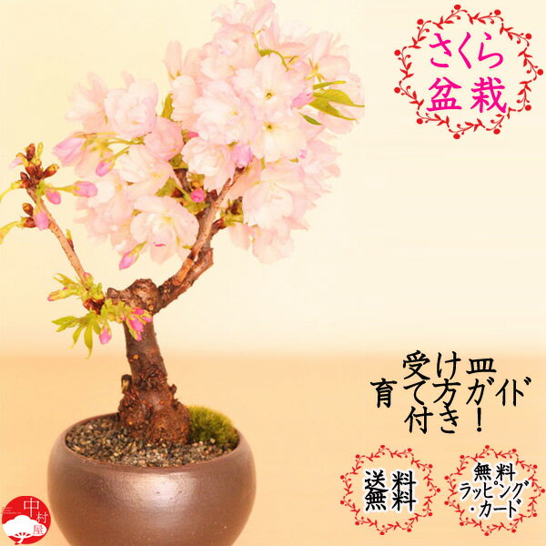ミニ盆栽でおうちお花見】おしゃでスリムな桜鉢植えのおすすめ