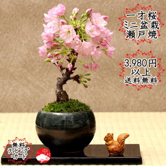 https://thumbnail.image.rakuten.co.jp/@0_mall/nakamurabonsai/cabinet/03719373/b00703_s.jpg