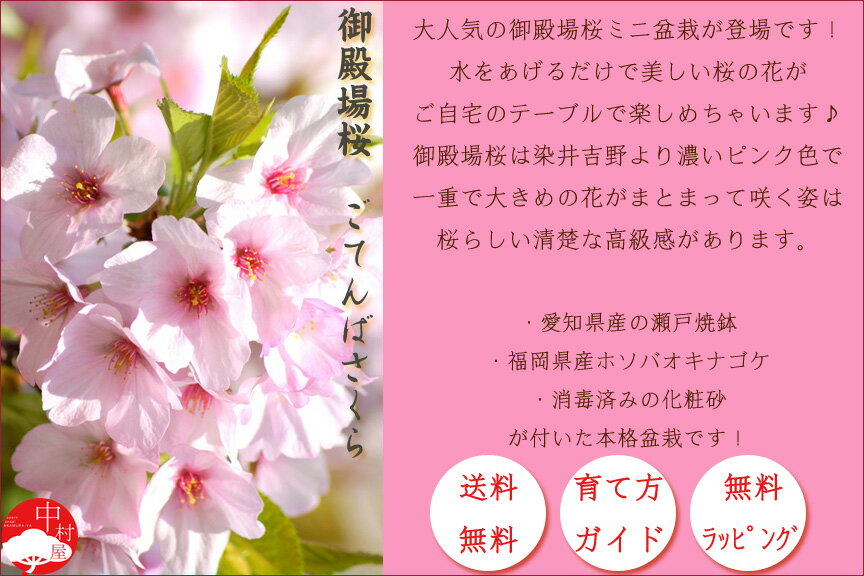 2020年春開花【送料無料】御殿場桜モダンミニ盆栽　ゴテンバザクラ　自宅でお花見！瀬戸焼鉢さくら盆栽　プレゼント ギフトにも