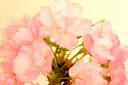 【2018年花芽付き】【送料無料受皿付】一才桜 さくら盆栽 カッコイイ瀬戸焼5色 旭山桜 自宅でお花見 卓上盆栽ぴったり 桜盆栽【楽ギフ_包装】【モダン盆栽 さくら盆栽 サクラ盆栽 和モダン インテリア盆栽 盆栽ギフト 盆栽】