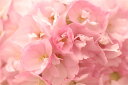 【訳ありアウトレット盆栽材料】枝垂れ桜(シダレ)サクランボ 一才藤 一才桜 松