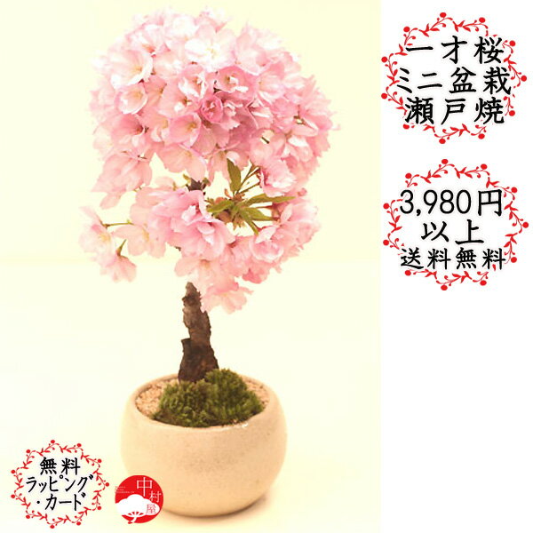 【2024年花終了葉姿】一才桜　さく