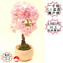 【2024年花終了葉姿】一才桜 さくら盆栽 カッコイイ瀬戸焼ベージュ 旭山桜 自宅でお花見 卓上盆栽ぴったり 桜盆栽【モダン盆栽 さくら盆栽 サクラ盆栽 和モダ...