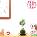 送料無料【造花】黒松苔玉セット(小) 受け皿と敷き砂付のクロマツこけ玉 母の日 おしゃれなプレゼントギフトにも