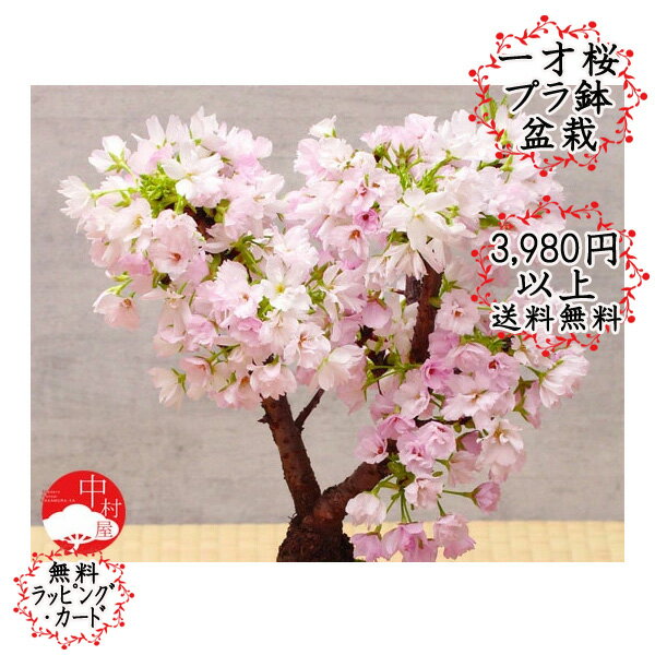 https://thumbnail.image.rakuten.co.jp/@0_mall/nakamurabonsai/cabinet/03935511/n00062_s.jpg