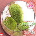 【送料無料】テラリウム コケリウム 苔 コケ 苔テラリウム 苔リウム アクアリウム アクアテラリウム 苔盆栽 母の日 敬老・ギフトおしゃれなプレゼント