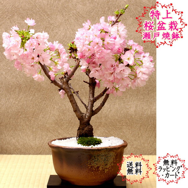 送料無料【2023年春開花】一才桜 旭山桜 特上限定数 瀬戸焼 さくら盆栽 自宅でお花見 桜盆栽母の日 おしゃれなプレゼントギフトに【一才桜 モダン盆栽 盆栽 桜 盆栽 和モダン インテリア盆栽 …