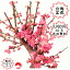 ≪2020年春開花≫大盃(紅梅)と信楽焼鉢の花梅盆栽 ハナウメ盆栽ギフトプレゼントに【モダン盆栽 ハナウメ盆栽 花梅 盆栽 和モダン インテリア盆栽 盆栽ギフト 盆栽】