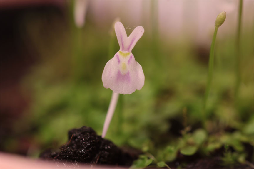 クリオネゴケとウサギコケセット　プラ鉢【山野草食虫植物】可愛い苔ギフトプレゼントに