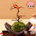 【送料無料】長寿梅盆栽　国産イブシカワラ鉢　チョウジュバイ 