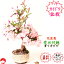 【開花中】ハナカイドウ(花海棠桜)盆栽 華やかな特上花盆栽 垂糸かいどう桜【楽ギフ_包装】ギフトプレゼントに