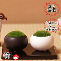【単品】苔盆栽 陶器入りコケ盆栽 ホソバオキナゴケ ヤマゴケ お敬老の日ギフト敬老の日プレゼントに