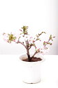御殿場桜プラスティックポット盆栽素材　ゴテンバザクラ　自宅でお花見！さくら盆栽　ギフトおしゃれなプレゼントに