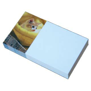 名刺 4号 50枚 フォトコレクション100 PM-13 子猫の笑顔 【 名入れ 印刷なし　紙の販売です 】【4号 写真入り 動物】