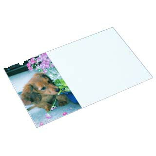 名刺 4号 50枚 フォトコレクション100 PM-18 花と子犬 【 名入れ 印刷なし　紙の販売です 】【4号 写真入り 動物】