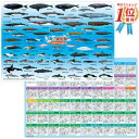 【1000円ポッキリ! 送料無料】海の哺乳類 60種類 下敷き ( 約H210×W297mm ) A4サイズ クジラ イルカ イラスト 小学生 子供 男 グッズ 誕生日 誕生日プレゼント 買い回り ポイント消化 敬老の日 2023 メール便送料無料(3)