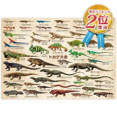 【1000円ポッキリ! 送料無料】トカゲ大全 50種類 下敷き ( 約H210×W297mm ) A4サイズ とかげ 蜥蜴 爬虫..