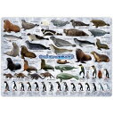 【1000円ポッキリ! 送料無料】ペンギン海獣大全 50種類 下敷き ( 約H210×W297mm ) A4サイズ 両生類 ペンギン 水族館 イラスト 小学生 子供 男 男の子 女 喜ぶ グッズ 誕生日 誕生日プレゼント 買い回り ポイント消化 敬老の日 2023 メール便送料無料