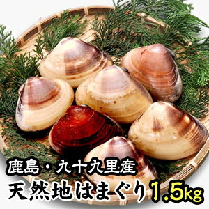 【送料無料】地元漁師が誇る 鹿島・九十九里産 国産 天然地はまぐり 1.5kg ハマグリ 蛤 バーベキュー 貝 海鮮